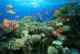 Подводный мир Красного моря