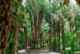 Пальмовый лес в Эльче