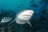 fiji_beqa_lagoon_scuba_dive_bull_shark